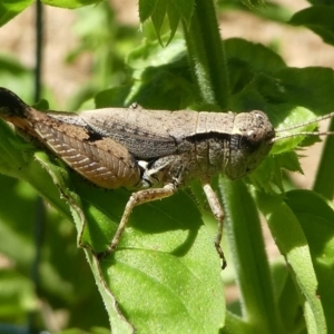 Phaulacridium vittatum at Kambah, ACT - 23 Jan 2019 11:35 AM