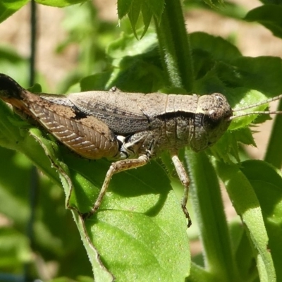 Phaulacridium vittatum (Wingless Grasshopper) at Kambah, ACT - 23 Jan 2019 by HarveyPerkins
