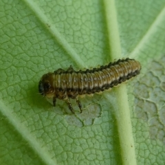 Xanthogaleruca luteola (Elm leaf beetle) at Kambah, ACT - 23 Jan 2019 by HarveyPerkins