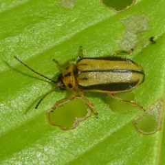 Xanthogaleruca luteola at Kambah, ACT - 23 Jan 2019 11:42 AM