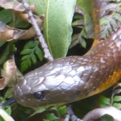 Notechis scutatus (Tiger Snake) at Cotter River, ACT - 21 Jan 2019 by Christine