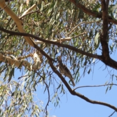 Oriolus sagittatus (Olive-backed Oriole) at Amaroo, ACT - 23 Jan 2019 by BenW