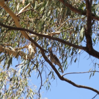 Oriolus sagittatus (Olive-backed Oriole) at Amaroo, ACT - 23 Jan 2019 by BenW