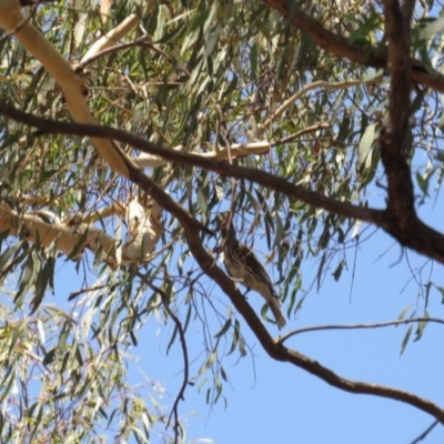 Oriolus sagittatus (Olive-backed Oriole) at Amaroo, ACT - 22 Jan 2019 by tom.tomward@gmail.com