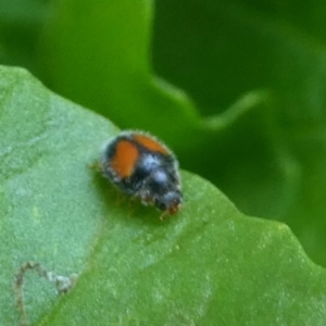 Diomus notescens at Kambah, ACT - 23 Jan 2019 11:43 AM