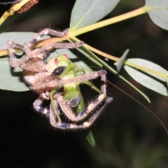 Neosparassus calligaster (Beautiful Badge Huntsman) at Ainslie, ACT - 22 Jan 2019 by jb2602