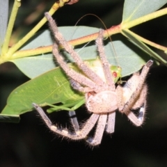 Neosparassus calligaster at Ainslie, ACT - 22 Jan 2019