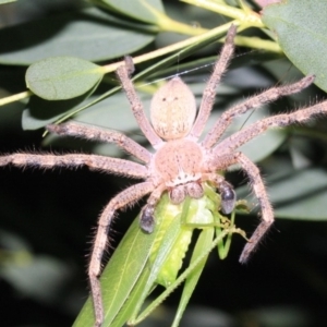 Neosparassus calligaster at Ainslie, ACT - 22 Jan 2019