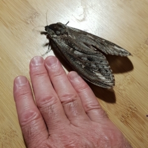 Endoxyla encalypti at Lyons, ACT - 21 Jan 2019 09:15 PM