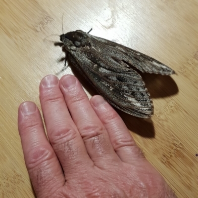 Endoxyla encalypti (Wattle Goat Moth) at Lyons, ACT - 21 Jan 2019 by John.Butcher