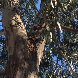 Callocephalon fimbriatum at Lyons, ACT - suppressed