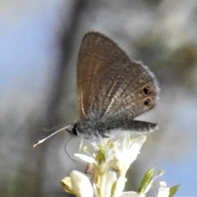 Nacaduba biocellata (Two-spotted Line-Blue) at Tuggeranong DC, ACT - 23 Jan 2019 by JohnBundock