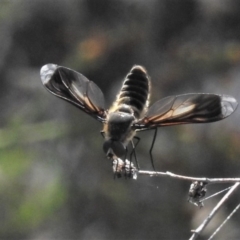 Comptosia sp. (genus) (Unidentified Comptosia bee fly) at McQuoids Hill - 23 Jan 2019 by JohnBundock