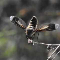 Comptosia sp. (genus) (Unidentified Comptosia bee fly) at Tuggeranong DC, ACT - 23 Jan 2019 by JohnBundock