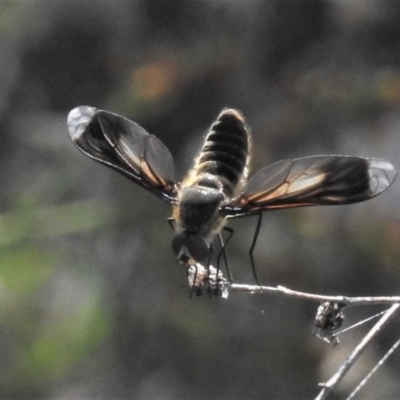 Comptosia sp. (genus) (Unidentified Comptosia bee fly) at McQuoids Hill - 23 Jan 2019 by JohnBundock