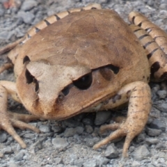 Mixophyes fasciolatus (Great Barred Frog) at Barringella, NSW - 21 Jan 2019 by Sneaky