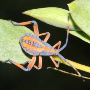 Amorbus sp. (genus) at Ainslie, ACT - 22 Jan 2019