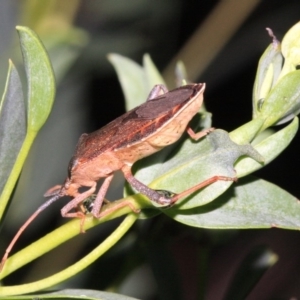 Amorbus sp. (genus) at Ainslie, ACT - 22 Jan 2019