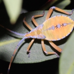 Amorbus sp. (genus) at Ainslie, ACT - 22 Jan 2019