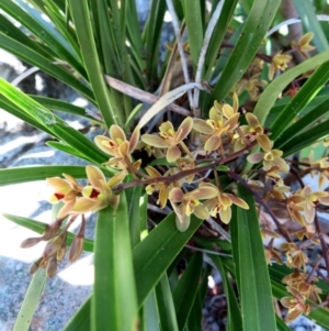 Cymbidium suave at Conjola, NSW - 11 Nov 2018