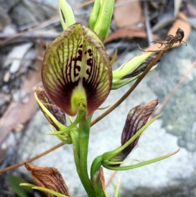 Cryptostylis erecta (Bonnet Orchid) at Conjola, NSW - 3 Jan 2019 by Margieras