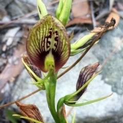 Cryptostylis erecta (Bonnet Orchid) at Conjola, NSW - 3 Jan 2019 by Margieras