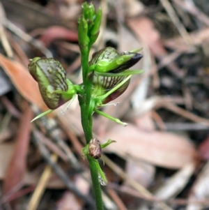 Cryptostylis erecta at Conjola, NSW - suppressed
