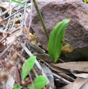 Cryptostylis erecta at Conjola, NSW - suppressed