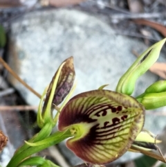 Cryptostylis erecta at Conjola, NSW - suppressed