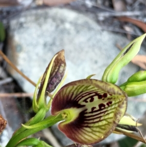 Cryptostylis erecta at Conjola, NSW - suppressed