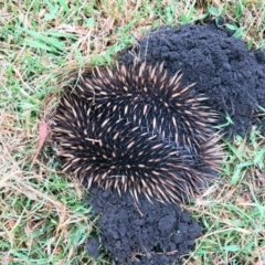 Tachyglossus aculeatus (Short-beaked Echidna) at Conjola, NSW - 14 Nov 2018 by Margieras