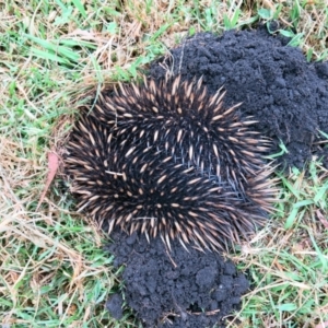 Tachyglossus aculeatus at Conjola, NSW - 14 Nov 2018 11:26 AM