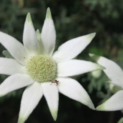 Actinotus helianthi (Flannel Flower) at Conjola, NSW - 11 Nov 2018 by Margieras