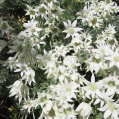 Actinotus helianthi at Conjola, NSW - suppressed