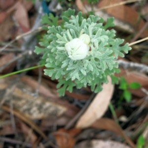 Actinotus helianthi at Conjola, NSW - suppressed