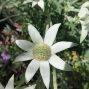 Actinotus helianthi at Conjola, NSW - suppressed