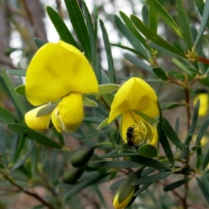 Gompholobium latifolium at Conjola, NSW - 16 Oct 2018