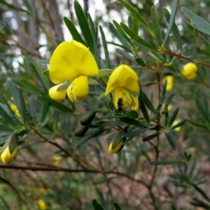 Gompholobium latifolium at Conjola, NSW - 16 Oct 2018