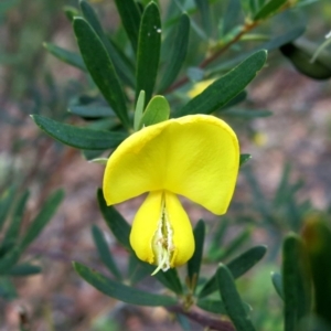 Gompholobium latifolium at Conjola, NSW - 16 Oct 2018