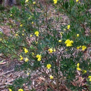 Gompholobium latifolium at Conjola, NSW - 16 Oct 2018