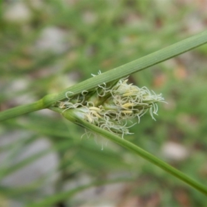 Carex inversa at Cook, ACT - 19 Dec 2018 11:47 AM