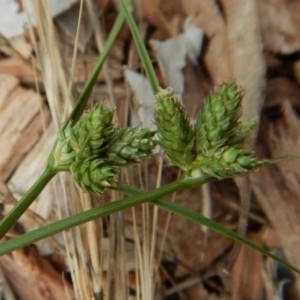 Carex inversa at Cook, ACT - 19 Dec 2018 11:47 AM