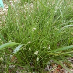 Carex inversa at Cook, ACT - 19 Dec 2018 11:47 AM