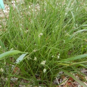 Carex inversa at Cook, ACT - 19 Dec 2018