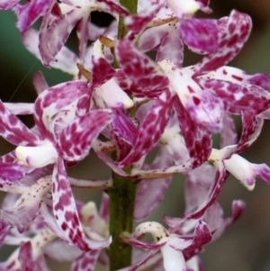 Dipodium punctatum at Conjola, NSW - suppressed