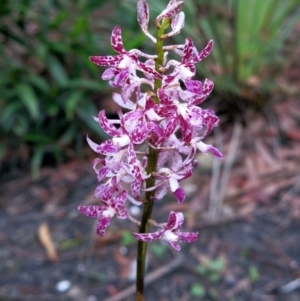 Dipodium punctatum at Conjola, NSW - suppressed