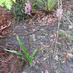 Dipodium punctatum at Conjola, NSW - 19 Dec 2018