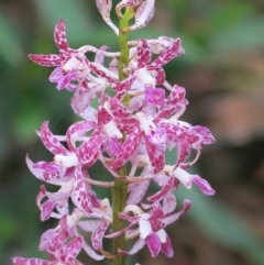 Dipodium punctatum at Conjola, NSW - suppressed