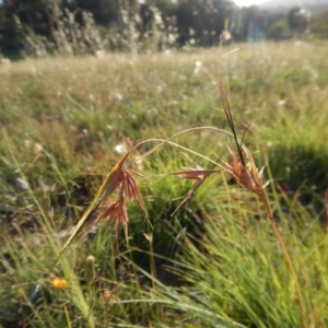 Themeda triandra at Cook, ACT - 16 Jan 2019