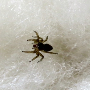 Salticidae (family) at Conjola, NSW - 15 Jan 2019 05:45 PM